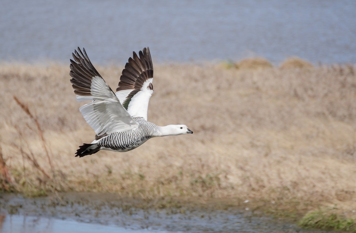 Upland Goose - Pablo Gutiérrez Maier