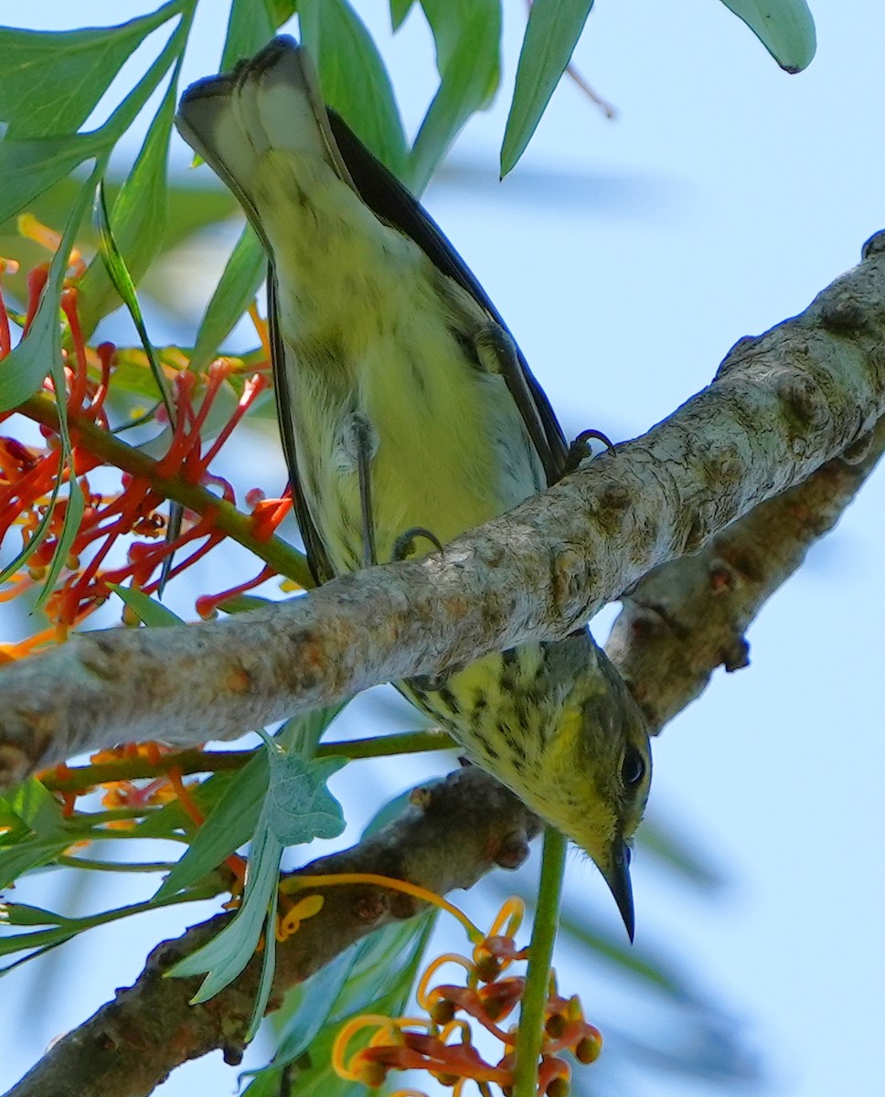 Cape May Warbler - ML618495128