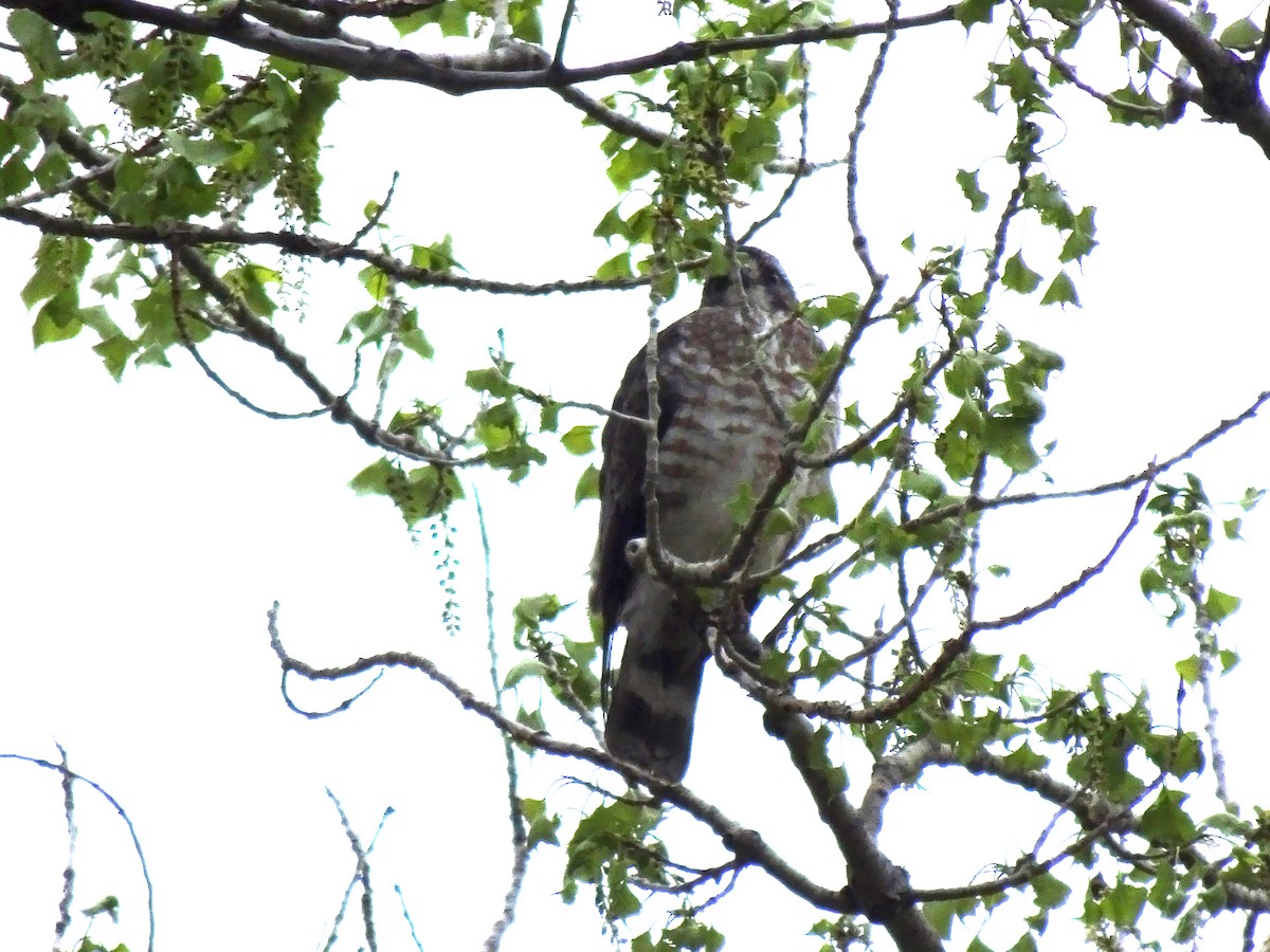 Broad-winged Hawk - ML618495133