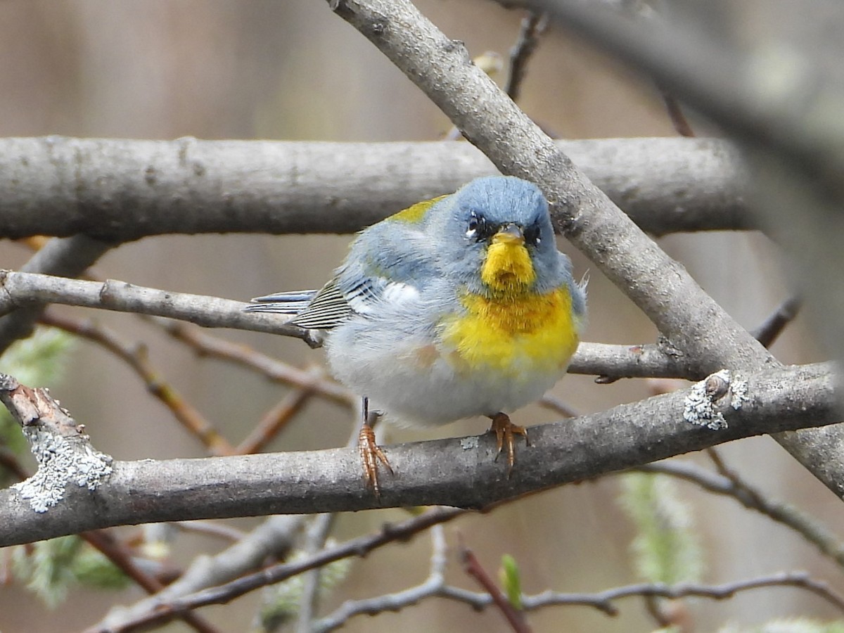 Northern Parula - ML618495149