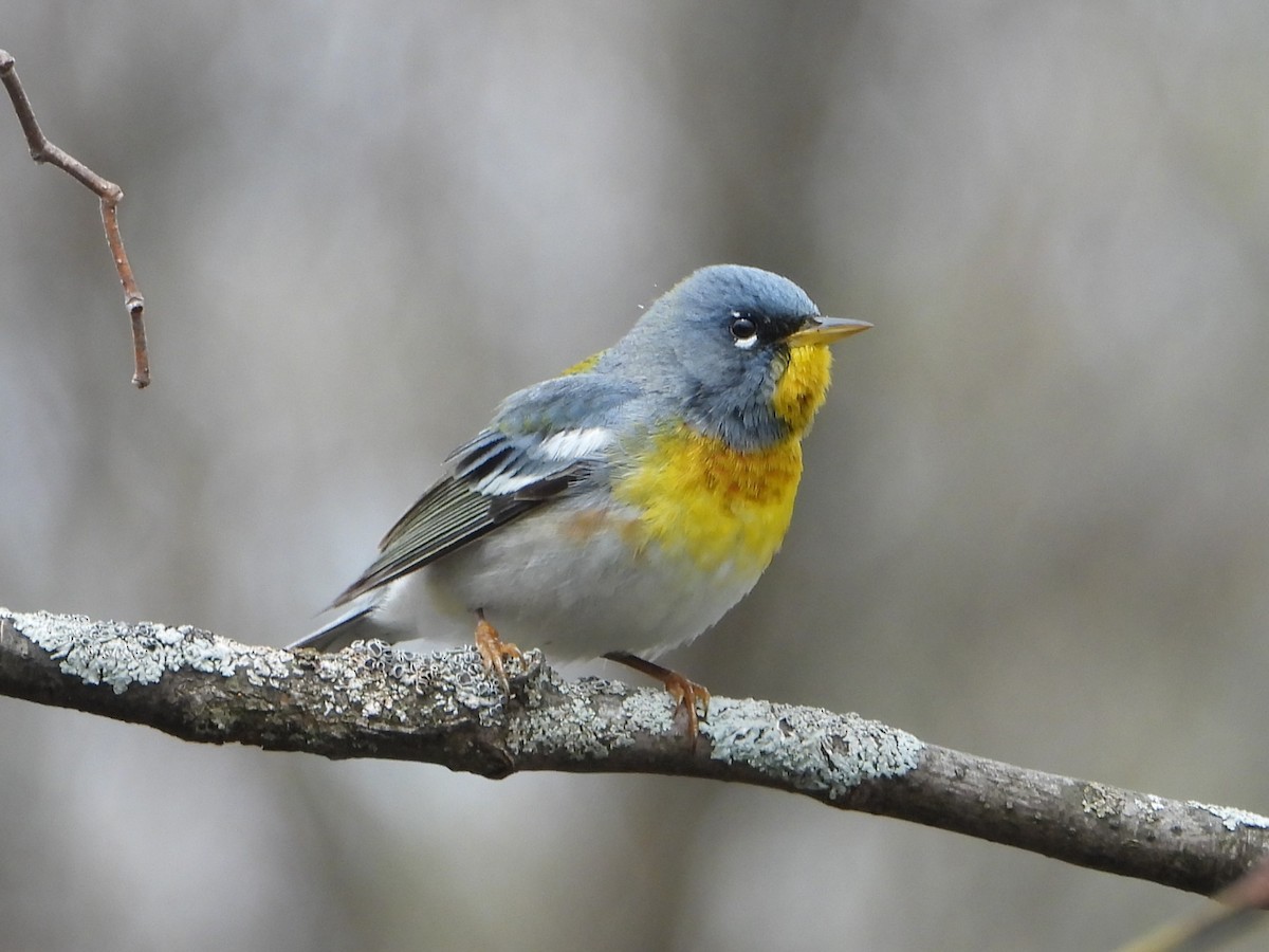 Northern Parula - ML618495150