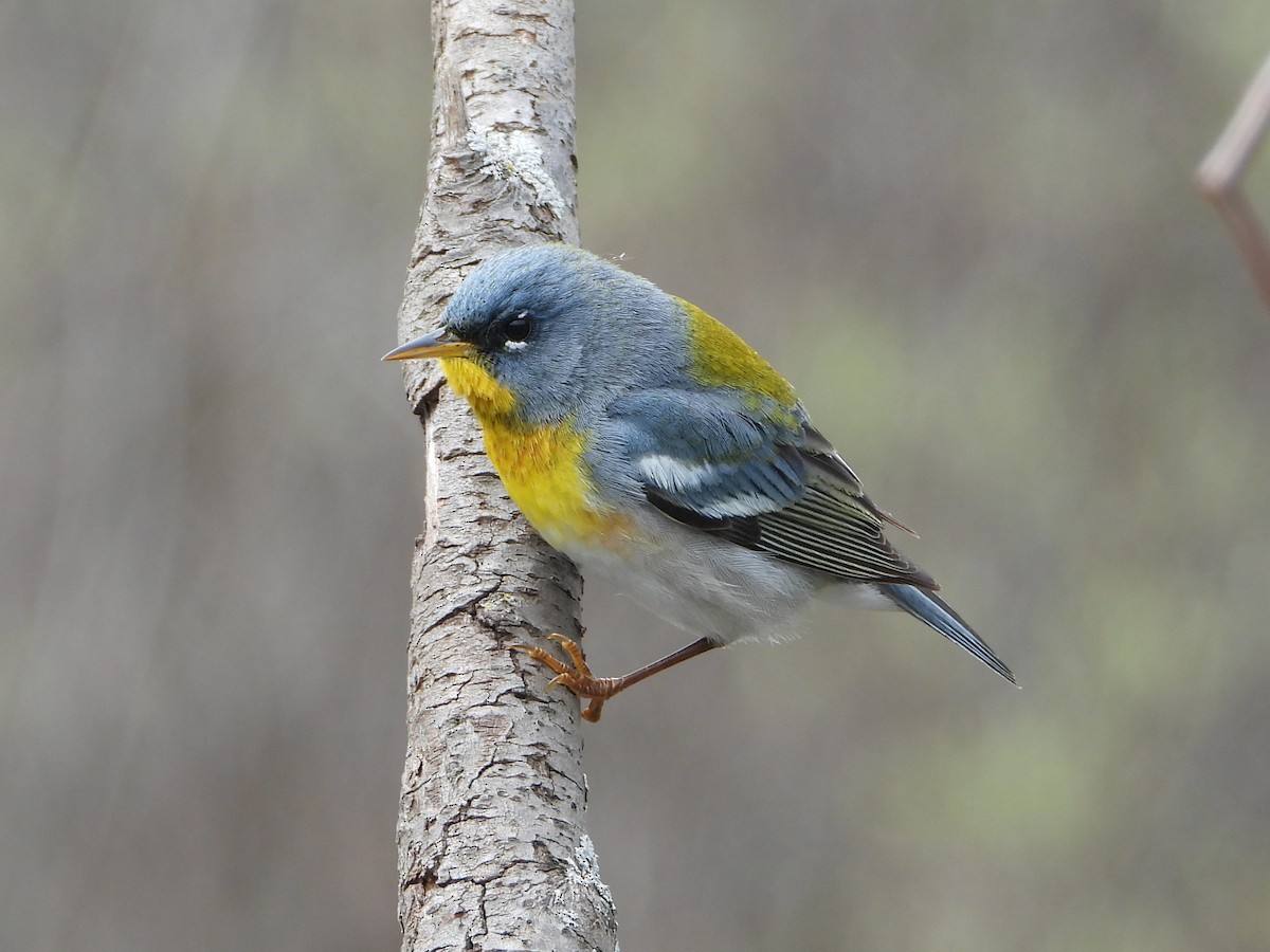 Northern Parula - valerie pelchat