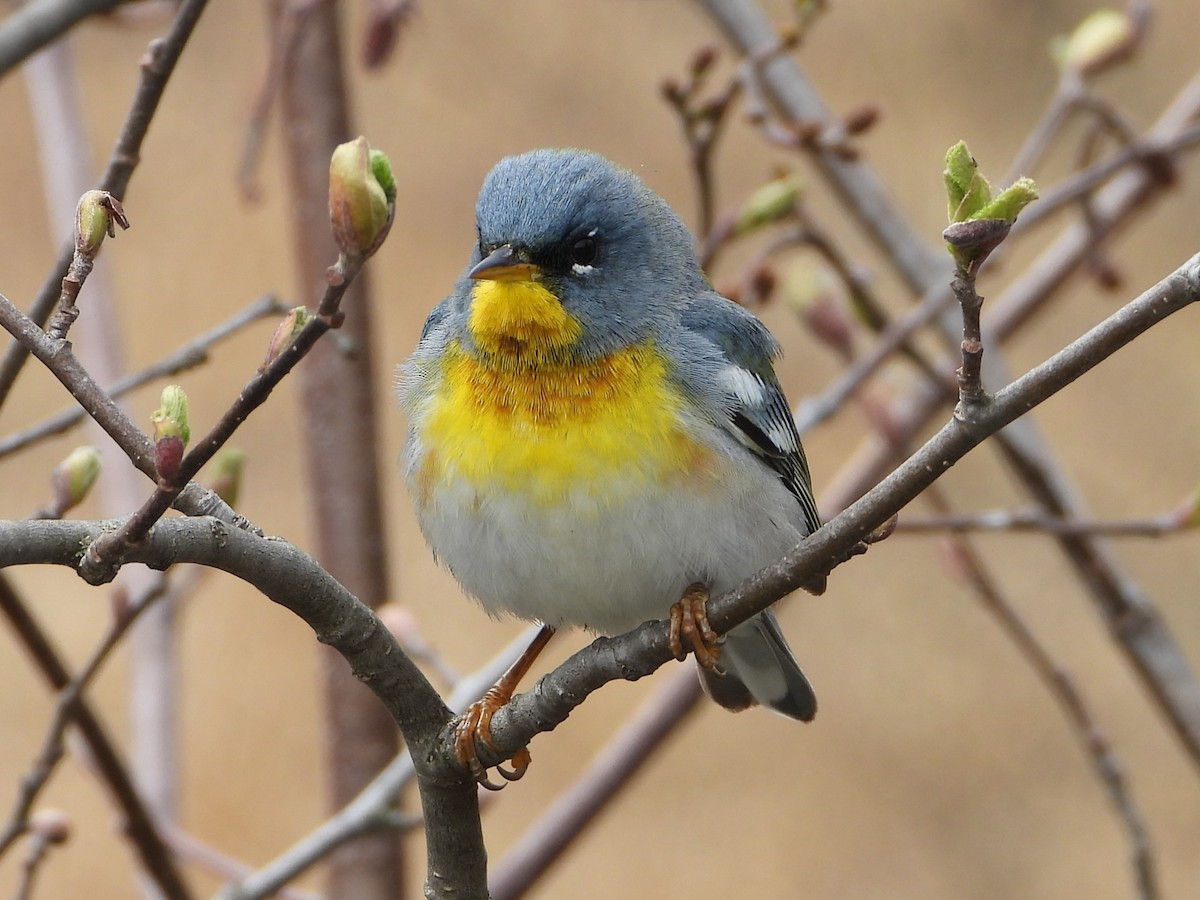 Northern Parula - valerie pelchat