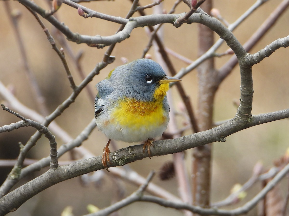 Northern Parula - ML618495153