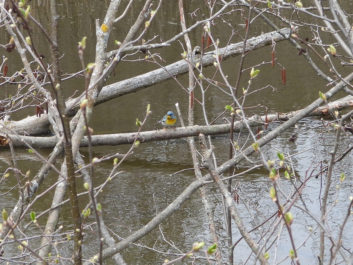 Northern Parula - valerie pelchat