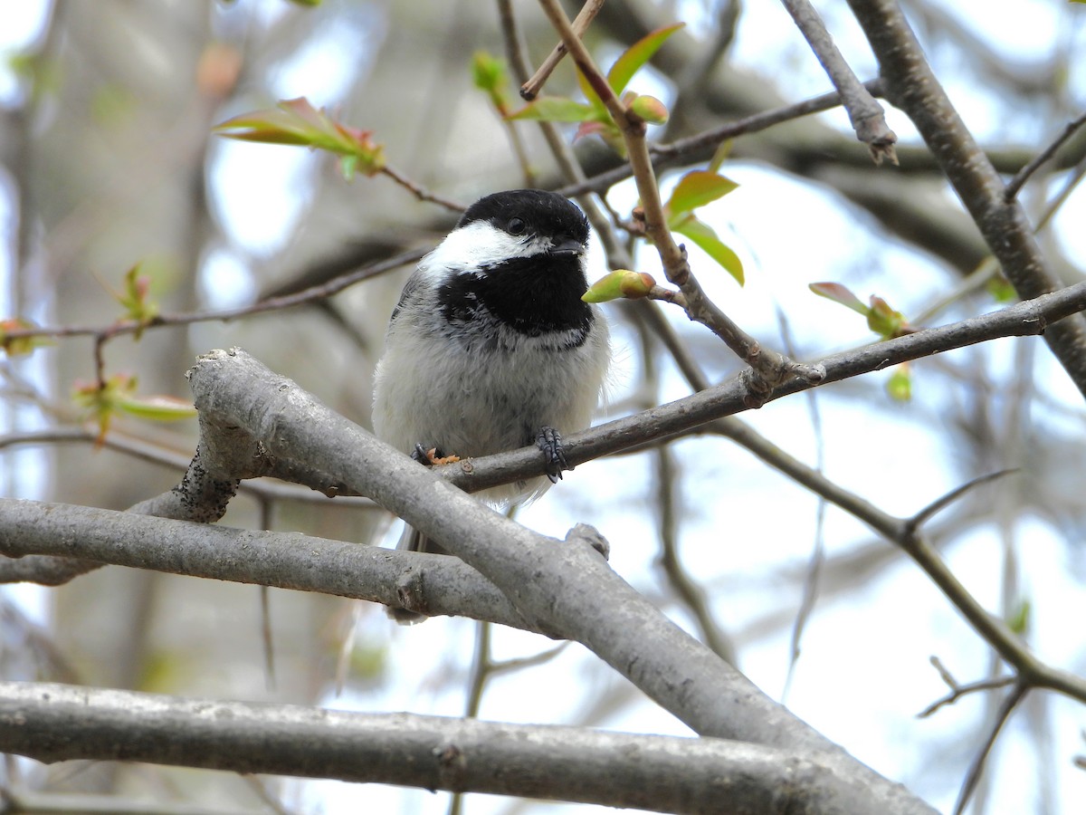 Black-capped Chickadee - valerie pelchat