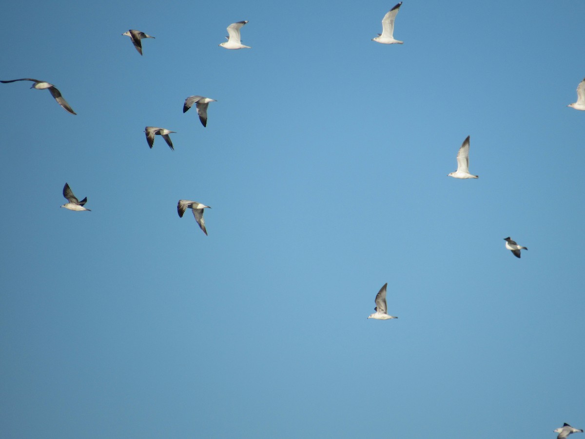 Ring-billed Gull - ML618495178