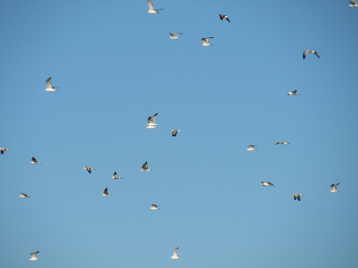 Ring-billed Gull - ML618495179