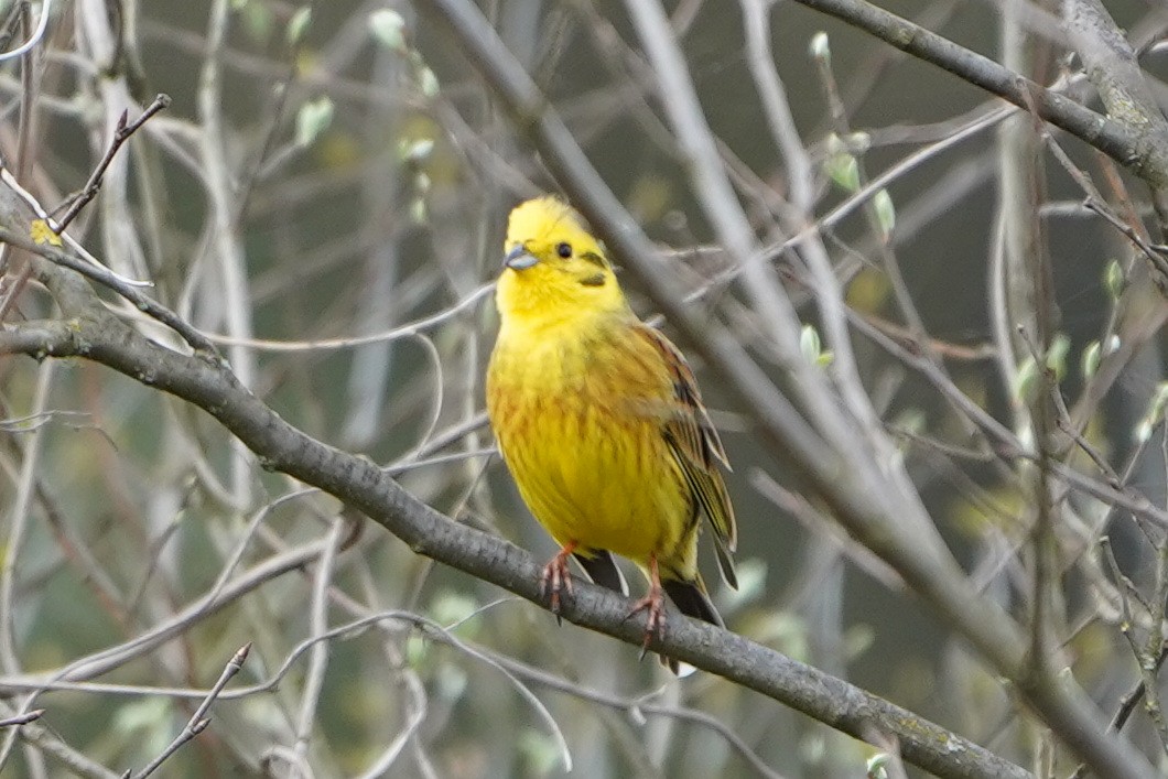 Yellowhammer - ML618495180