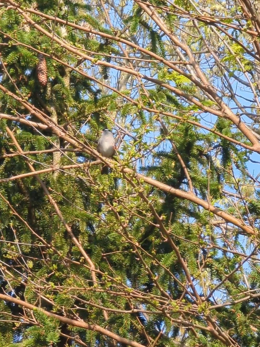 White-crowned Sparrow - Elisa Schuitema