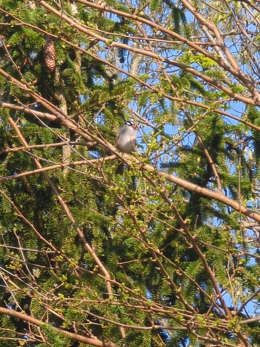 White-crowned Sparrow - ML618495190