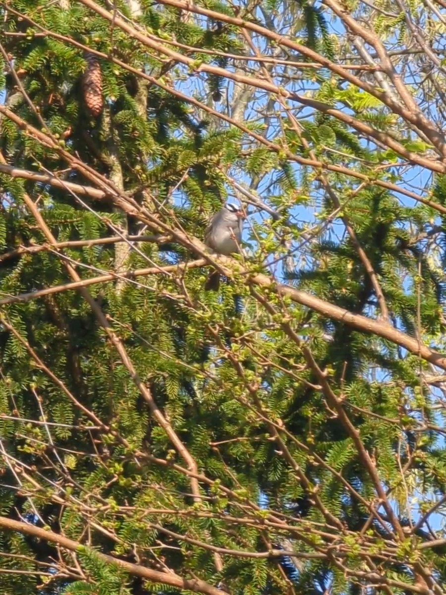 White-crowned Sparrow - ML618495191