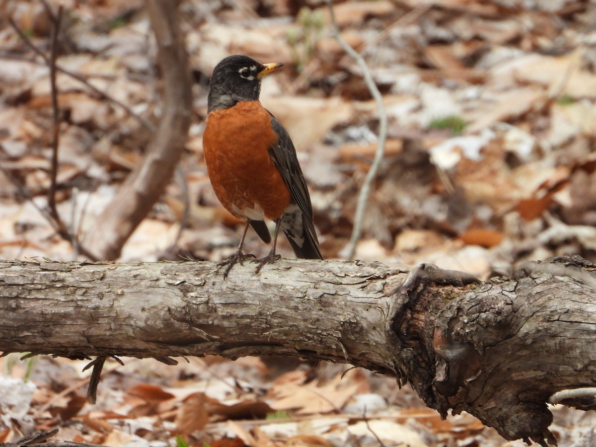 American Robin - ML618495202