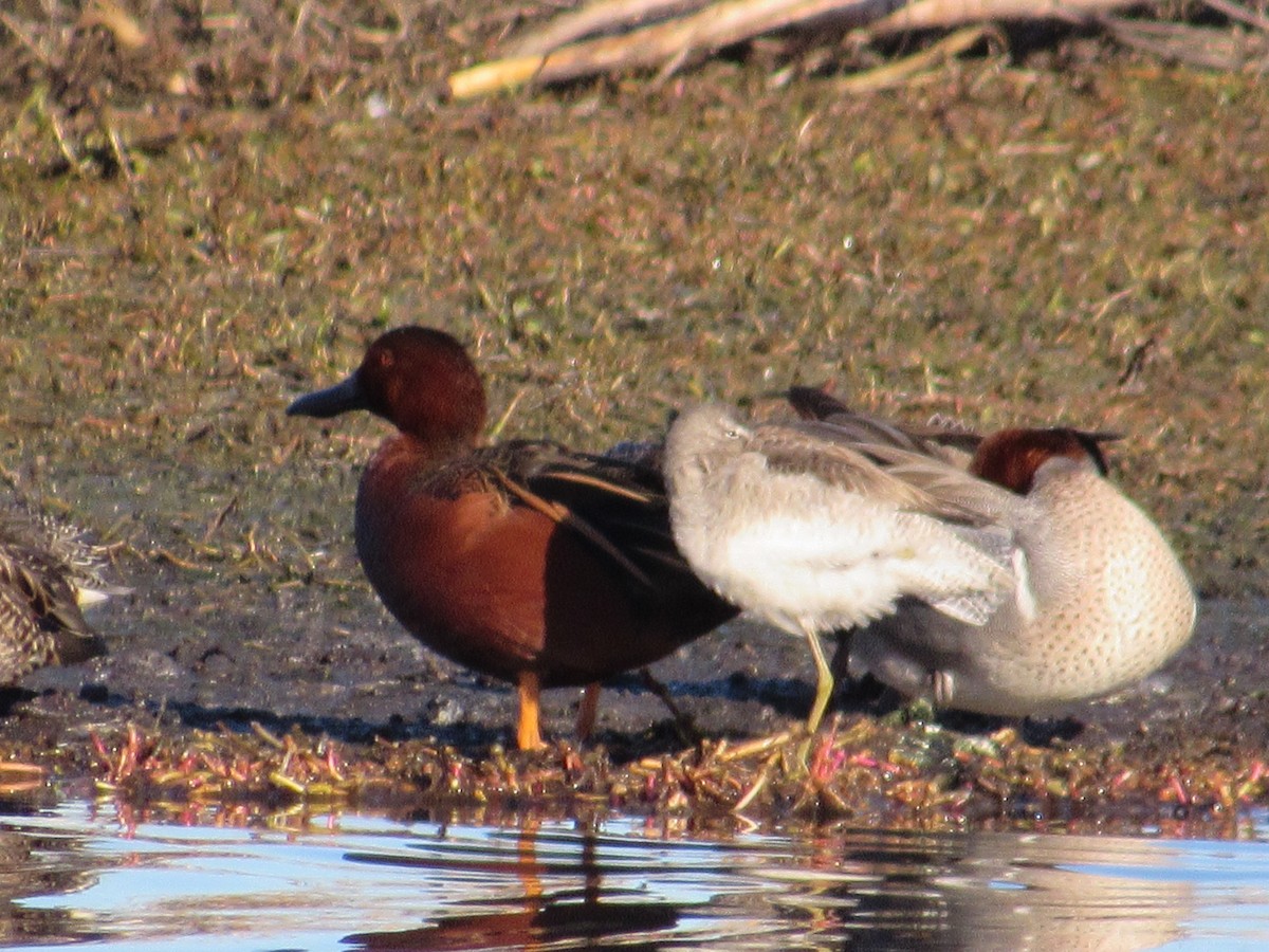 Long-billed Dowitcher - ML618495210