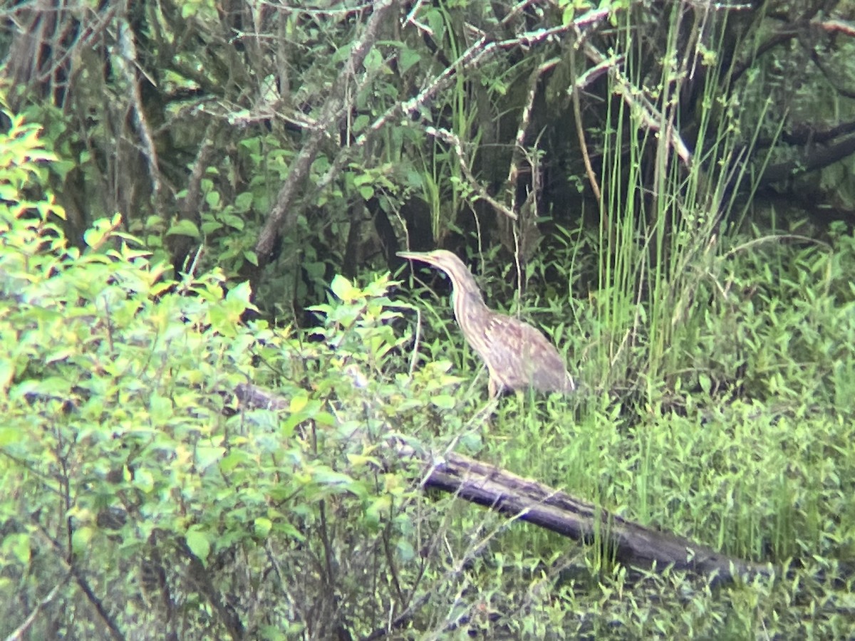 American Bittern - Lon Hogan