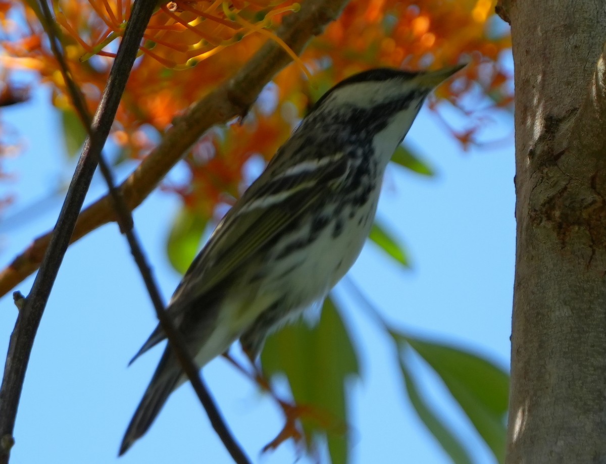 Blackpoll Warbler - Dave Bowman