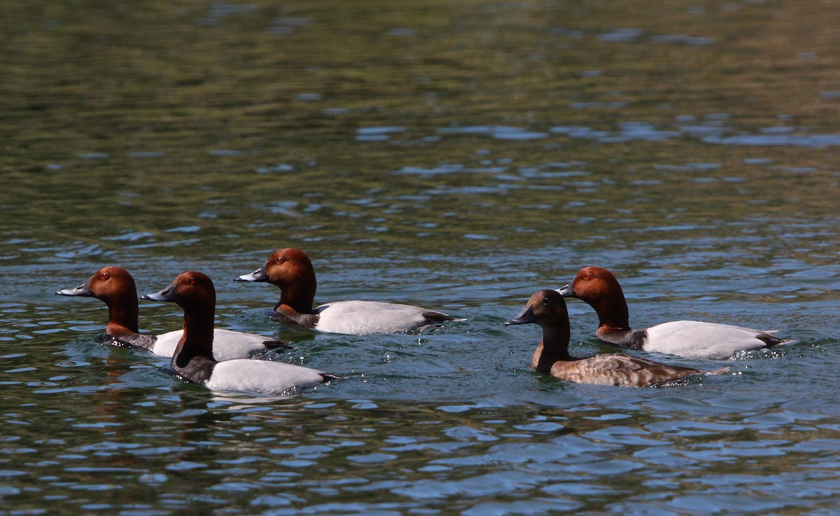 Common Pochard - Nelson Fonseca