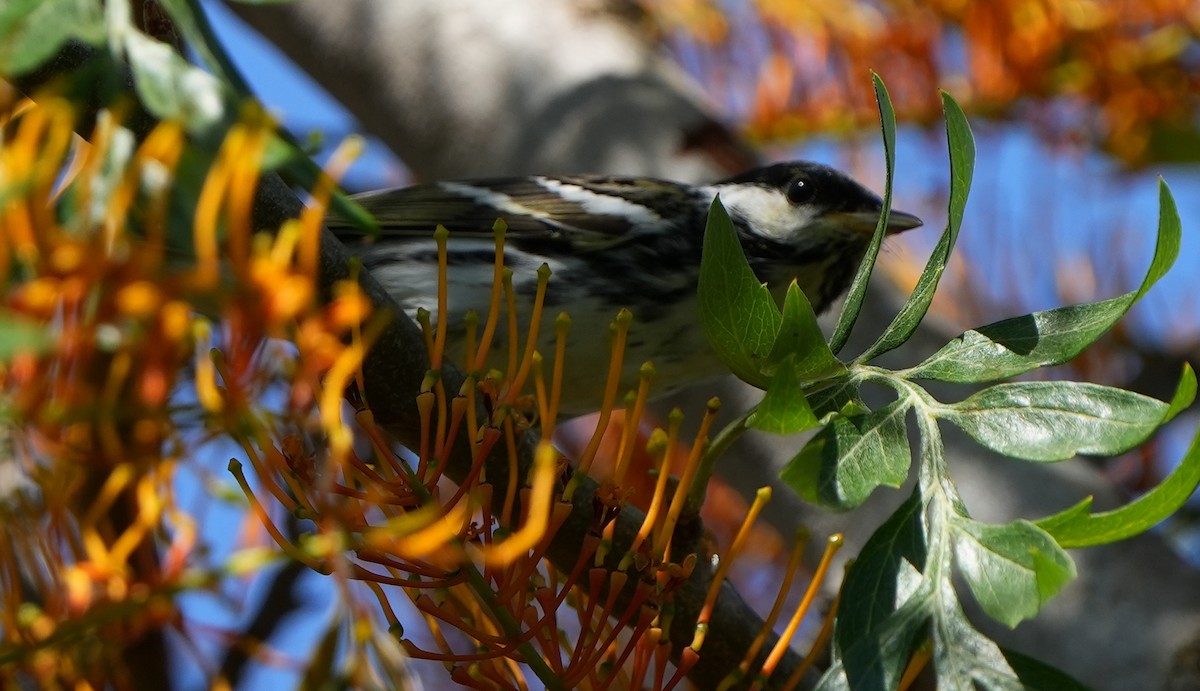 Blackpoll Warbler - ML618495260