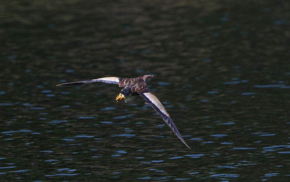 Little Bittern - ML618495263