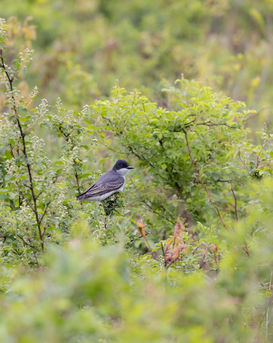 Eastern Kingbird - ML618495265