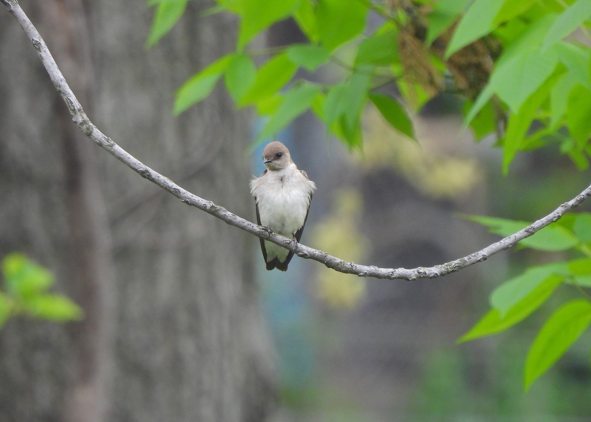 Northern Rough-winged Swallow - Nick Dawson