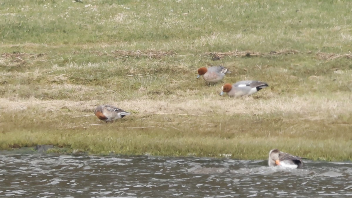 Eurasian Wigeon - ML618495284