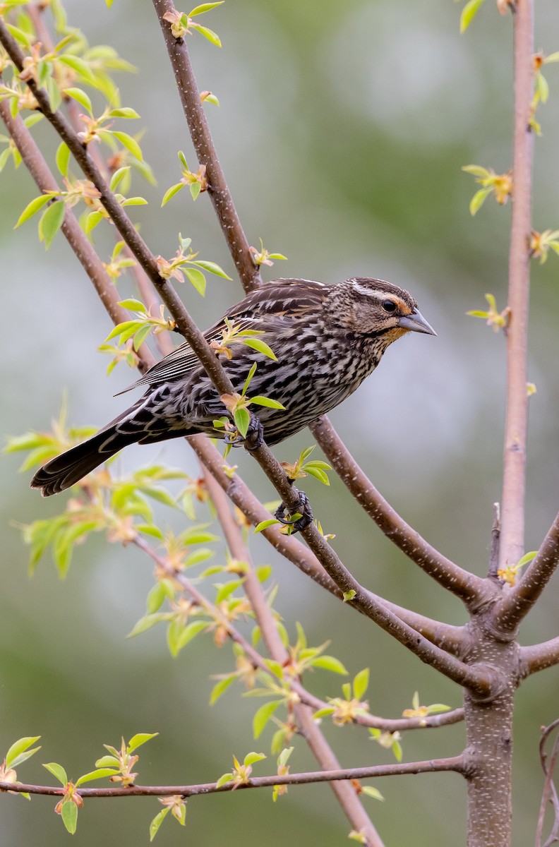 Red-winged Blackbird - ML618495308