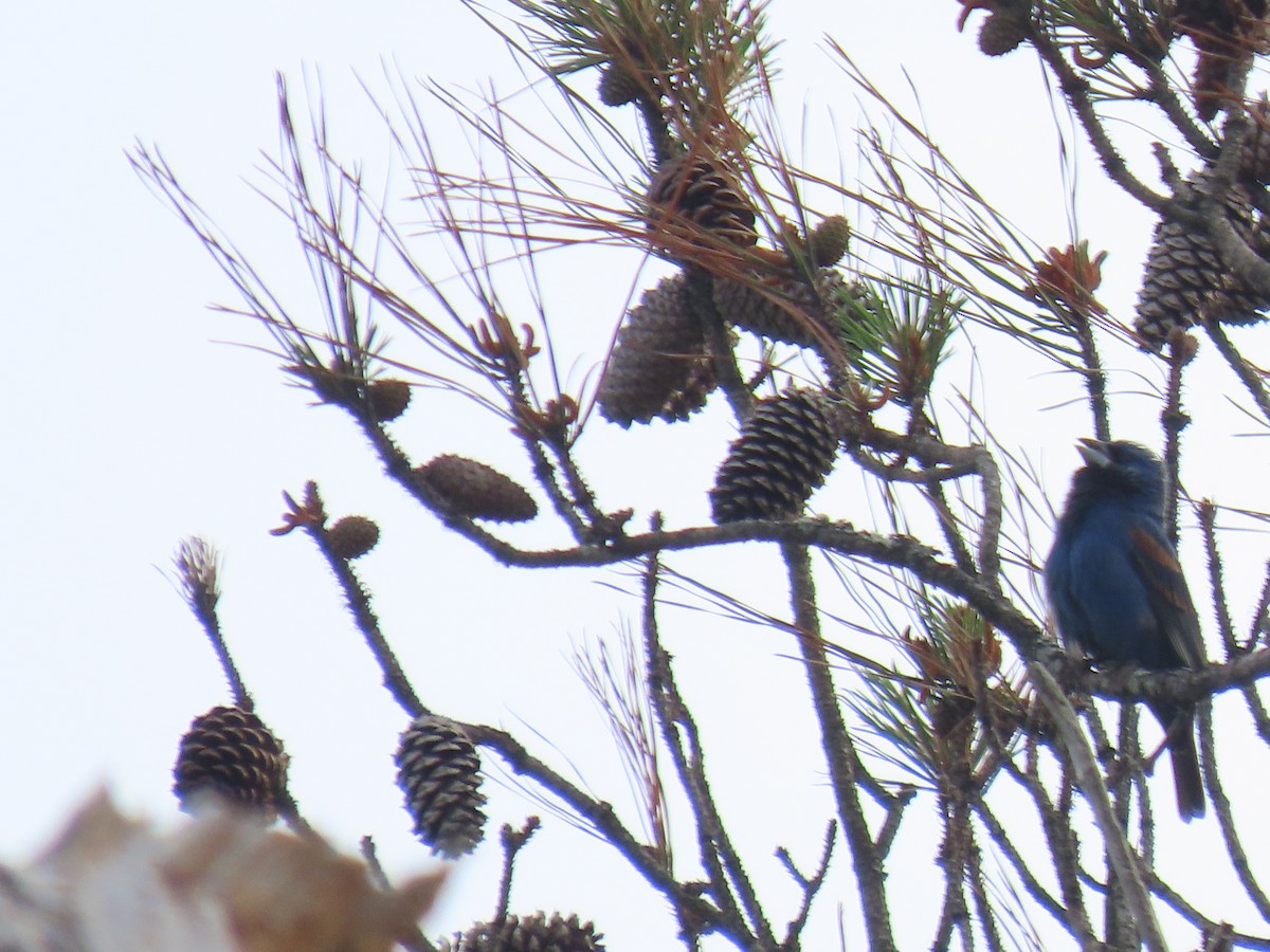 Blue Grosbeak - Michael  Moss