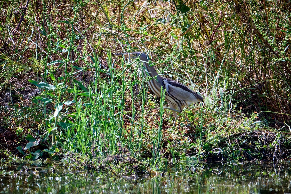 Little Bittern - ML618495319