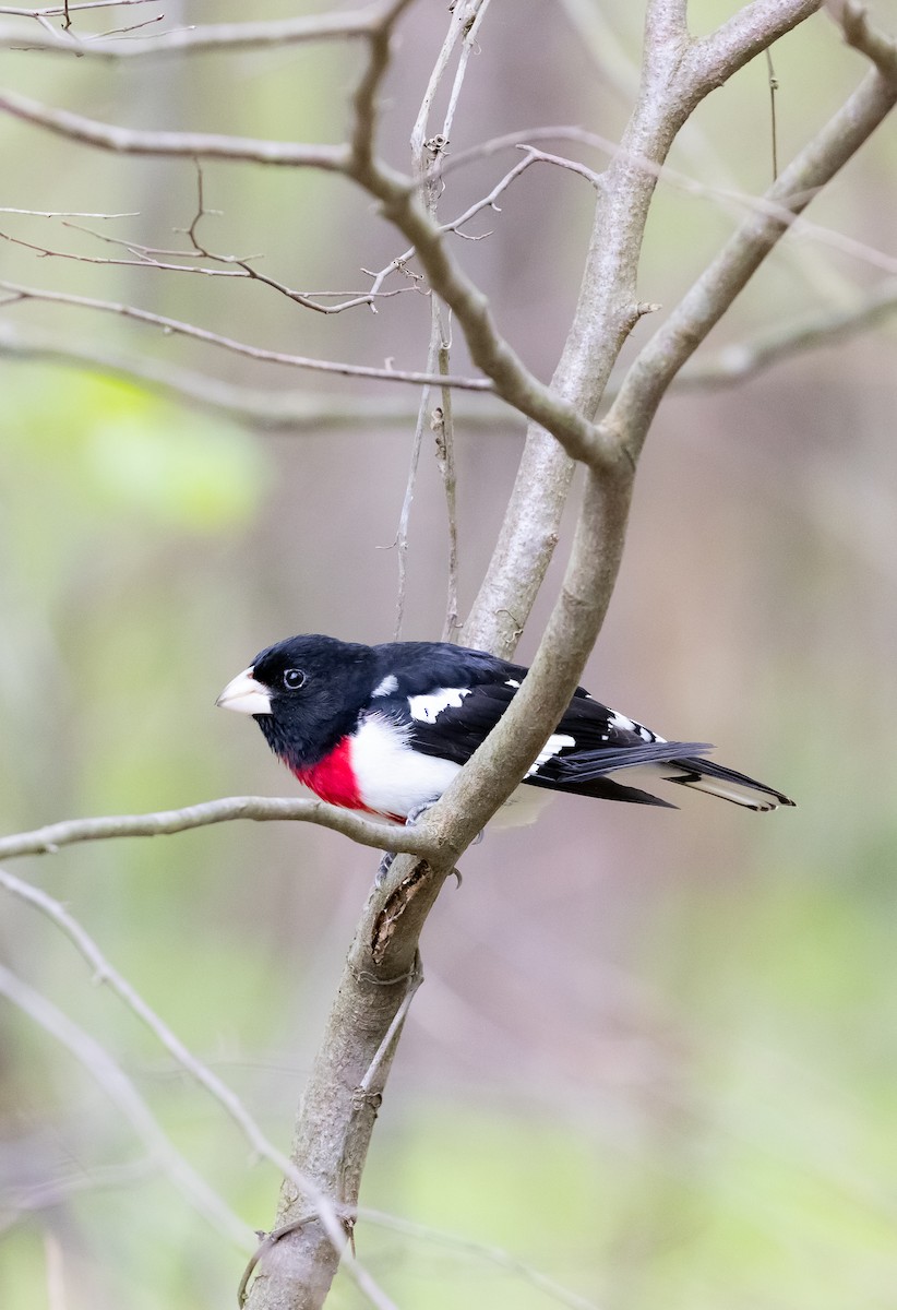 Rose-breasted Grosbeak - ML618495362