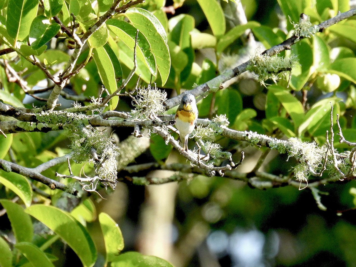 Northern Parula - Jeanne Tucker