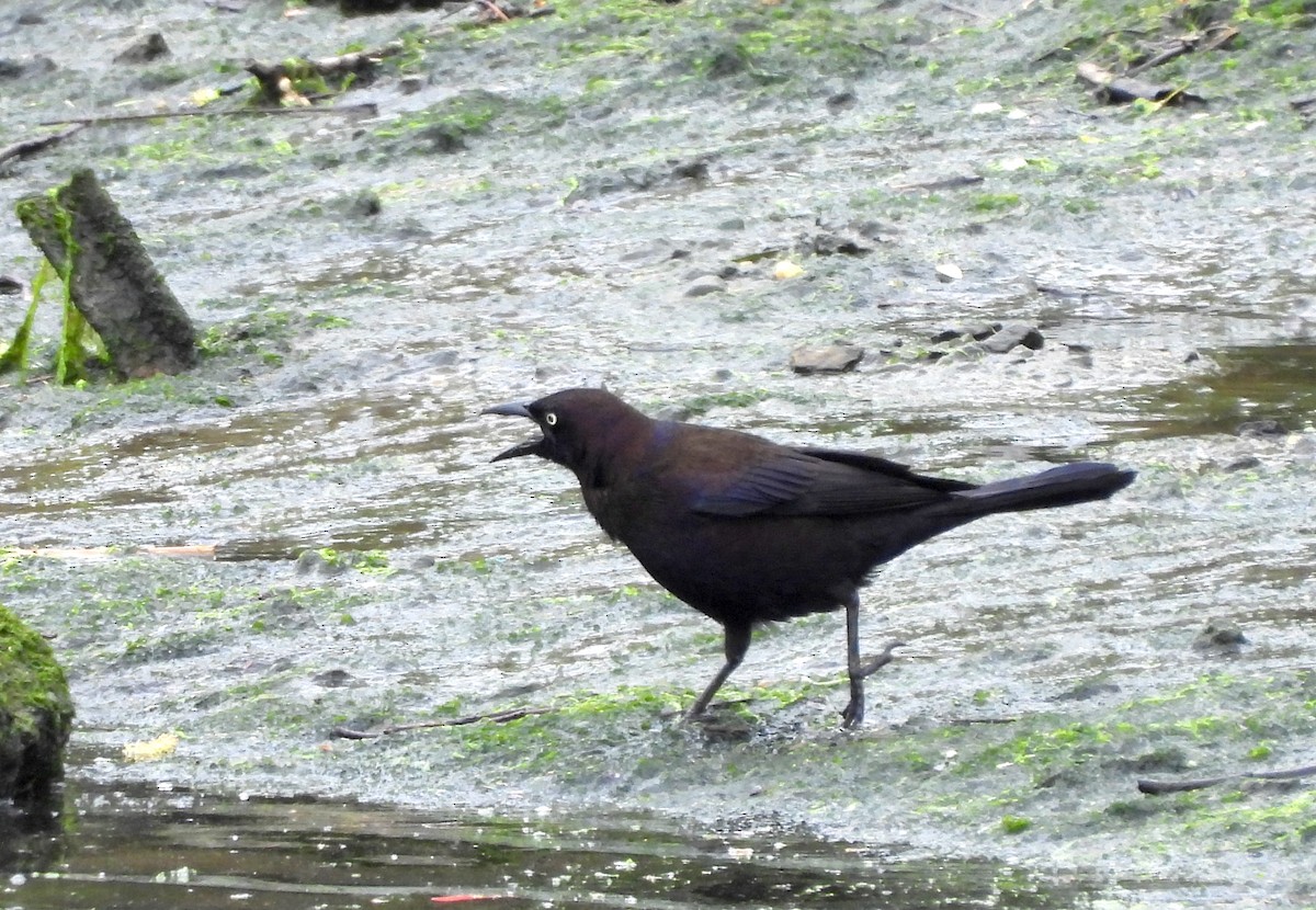 Common Grackle - Nick Dawson