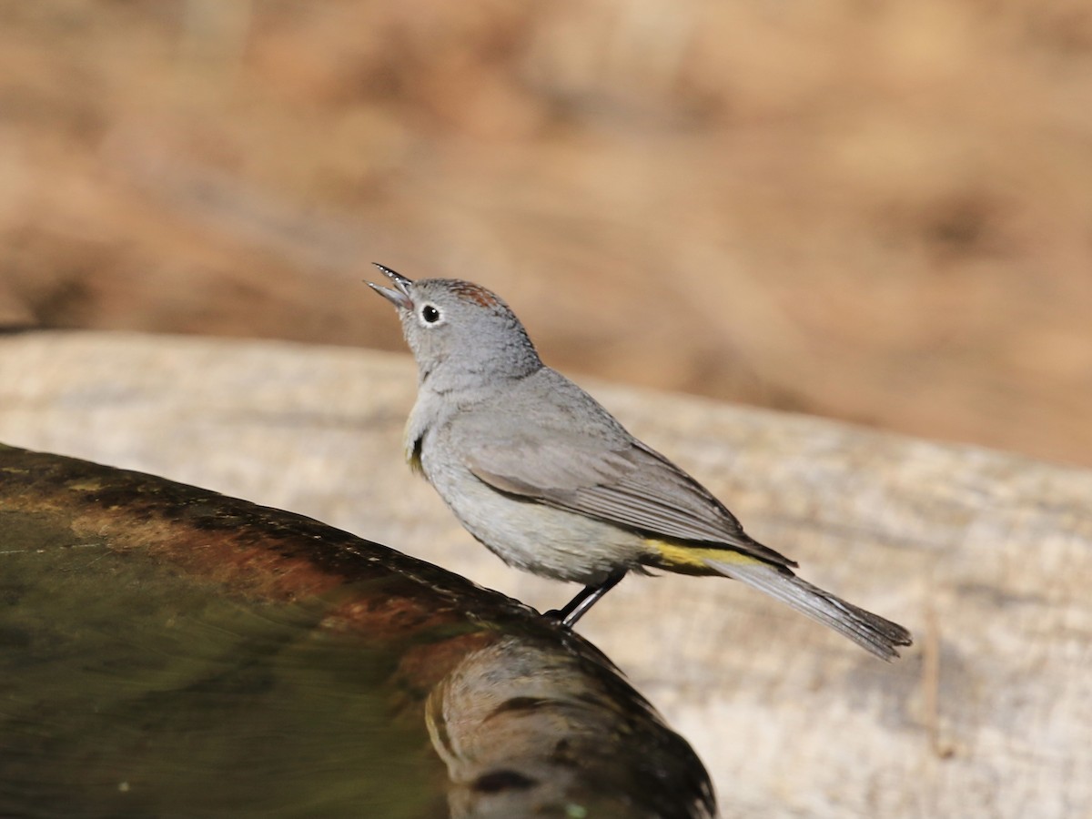 Virginia's Warbler - Michele Swartout