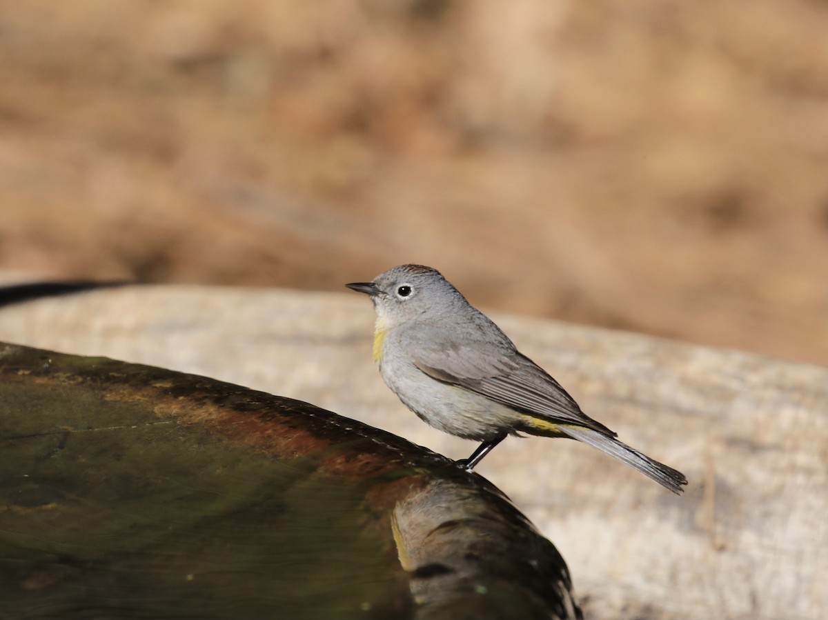 Virginia's Warbler - Michele Swartout