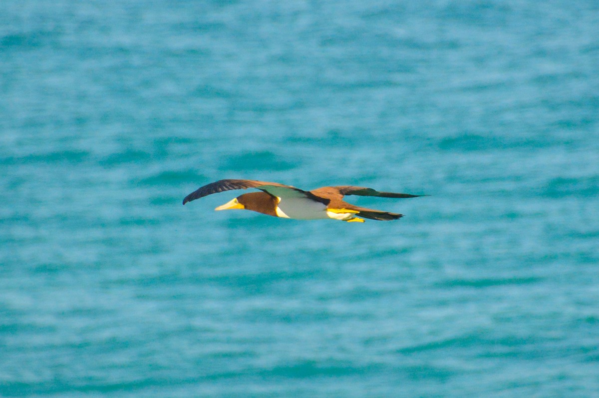 Brown Booby - ML618495375