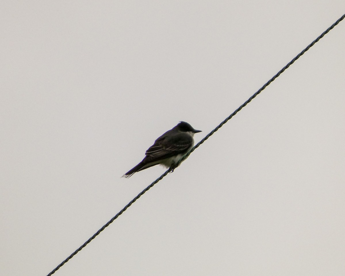 Eastern Kingbird - Kathy L. Mock