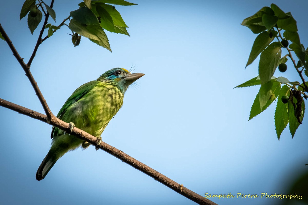 Yellow-fronted Barbet - ML618495395