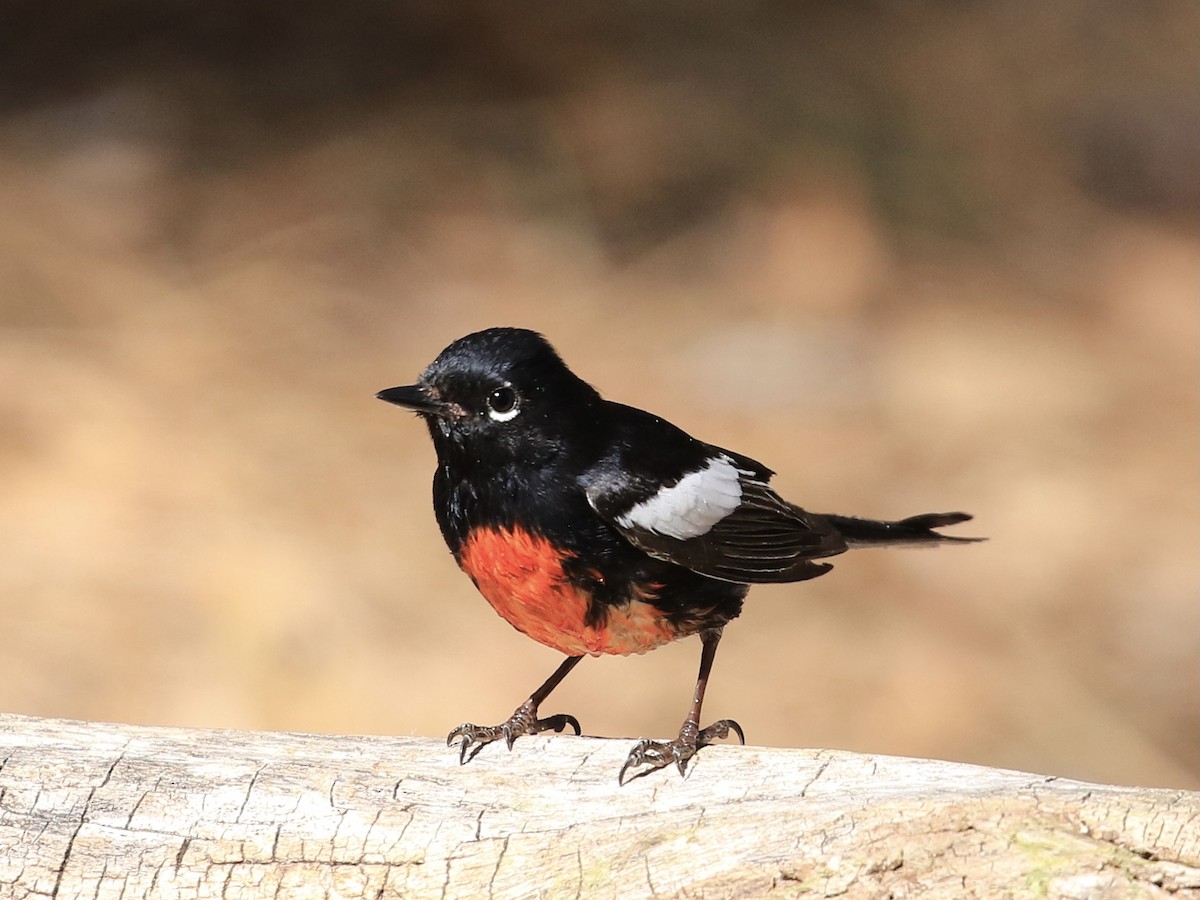 Painted Redstart - ML618495399