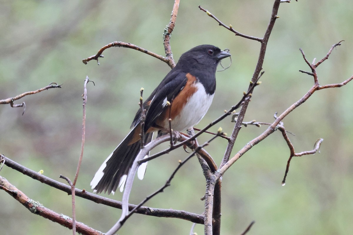 Eastern Towhee - ML618495402