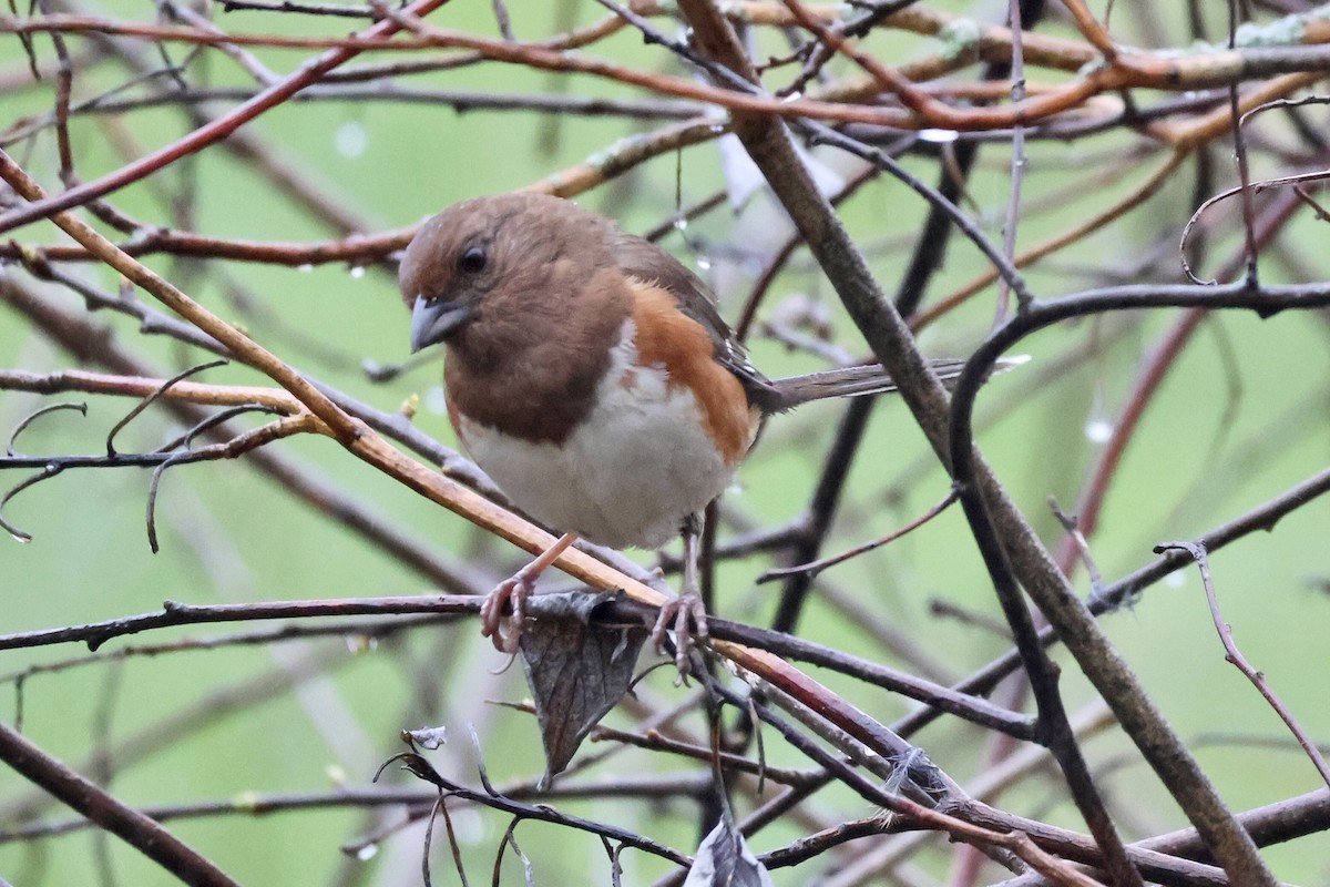 Eastern Towhee - ML618495403