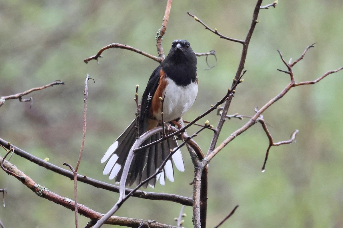 Eastern Towhee - ML618495404