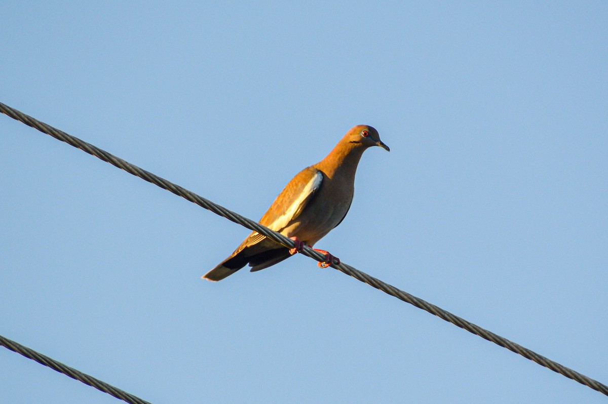 White-winged Dove - ML618495405