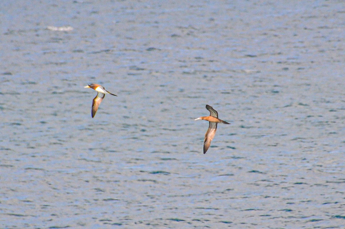 Brown Booby - ML618495440