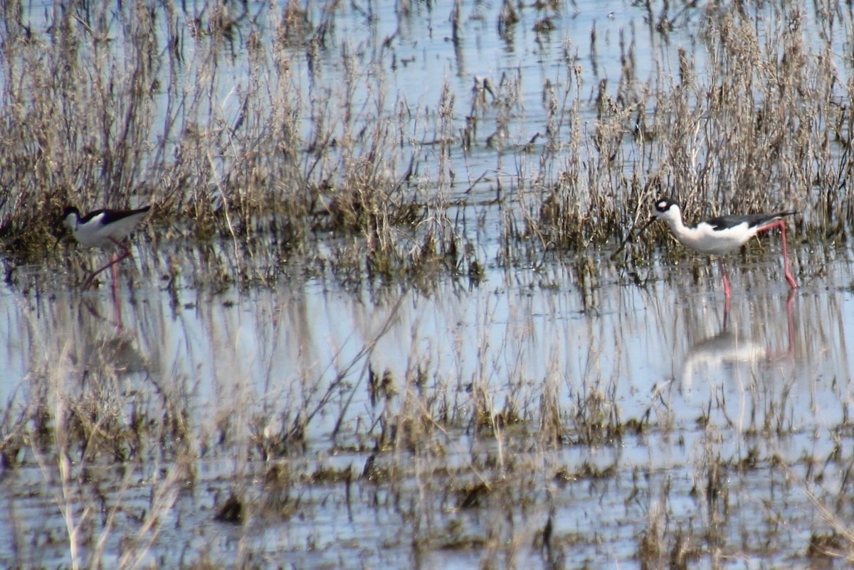 Black-necked Stilt - ML618495460