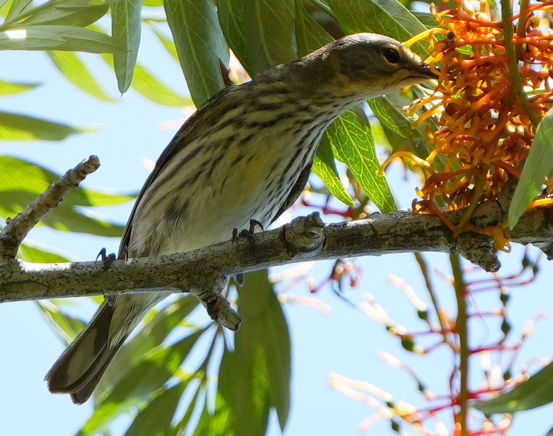 Cape May Warbler - ML618495466