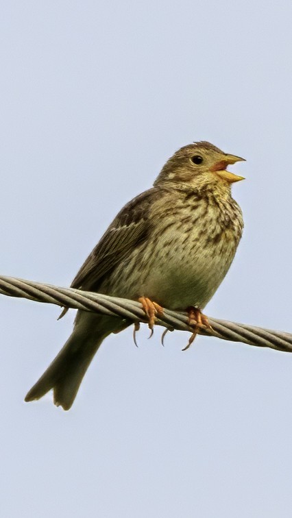 Corn Bunting - ML618495475