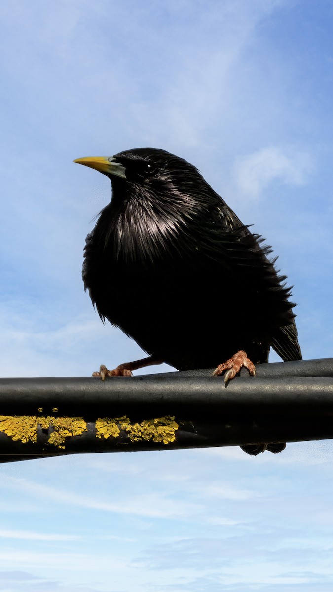 Spotless Starling - ML618495499
