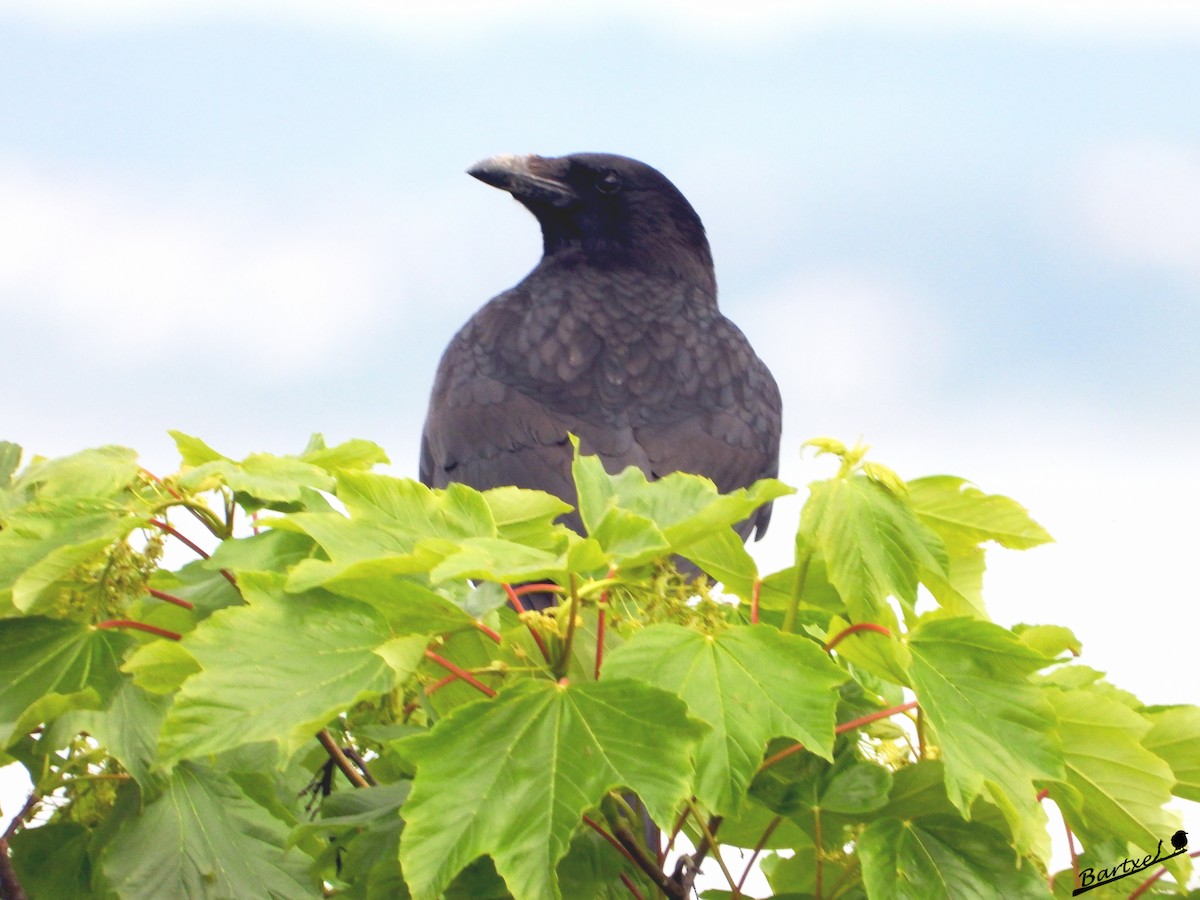 Carrion Crow - ML618495502