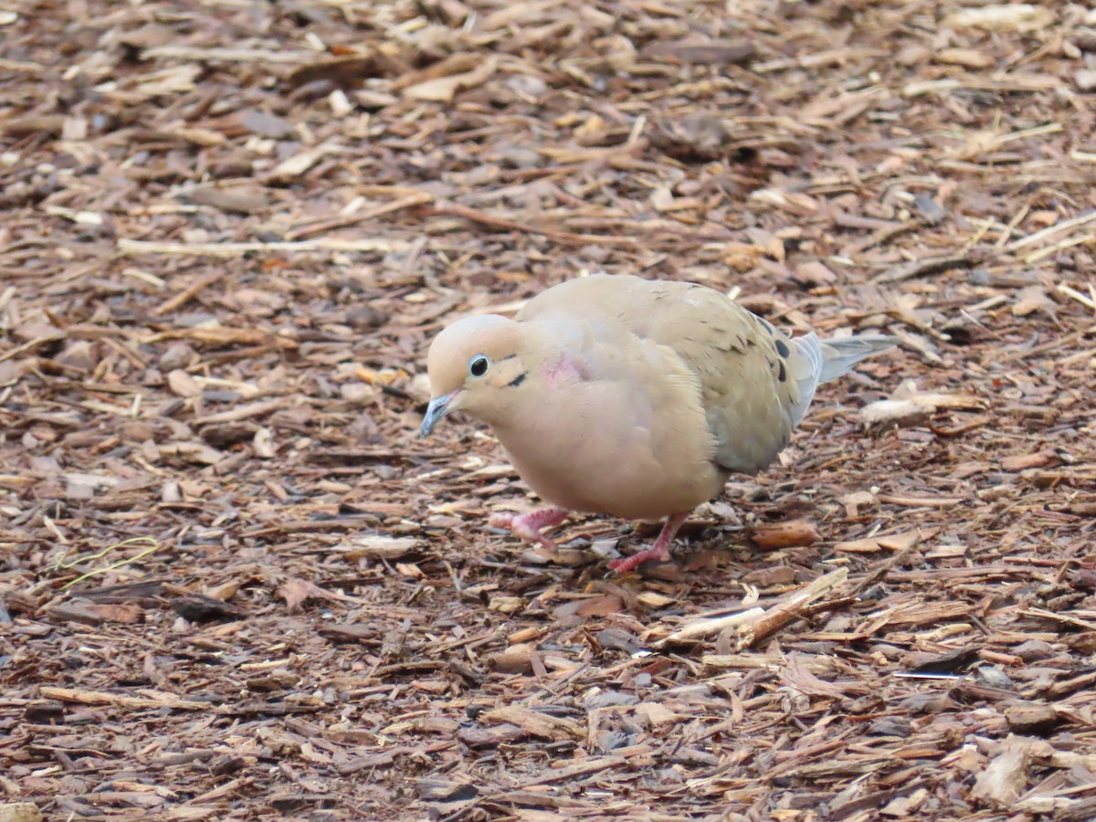 Mourning Dove - ML618495508