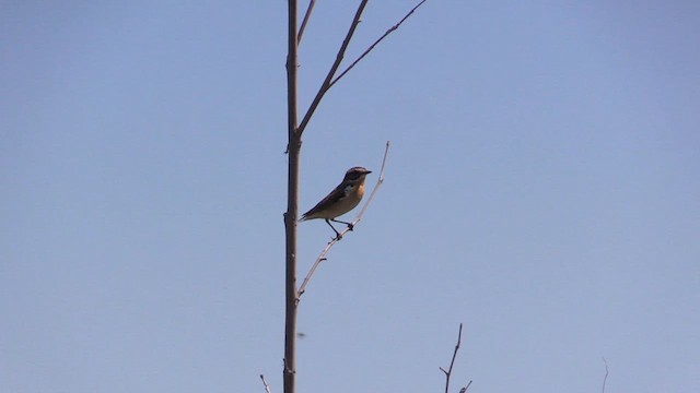 Whinchat - ML618495528